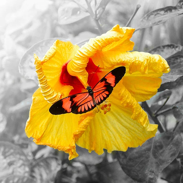Оранжевая Бабочка Сидит Свежем Желтом Цветке Гибискуса Черно Белом Фоне — стоковое фото
