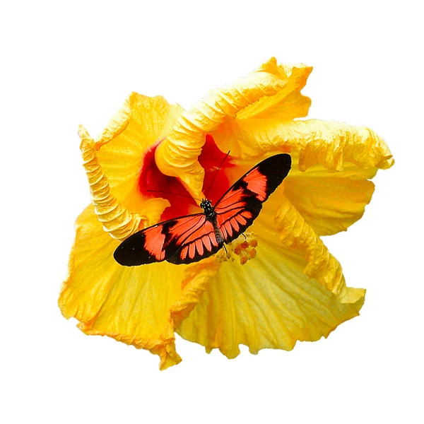 Cutout Orange Butterfly Sits Fresh Yellow Hibiscus Flower Front White — Stock Photo, Image