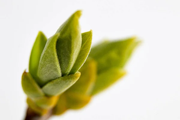 Details of green fresh fruit buds — Stock Photo, Image