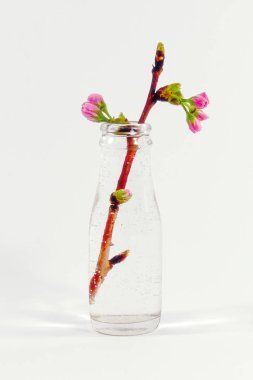 Bir erik ağacı dalı ile cam şişe