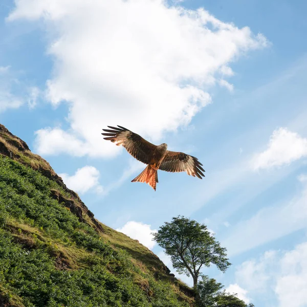 Czerwony latawiec przed zielonym wzgórzu — Zdjęcie stockowe