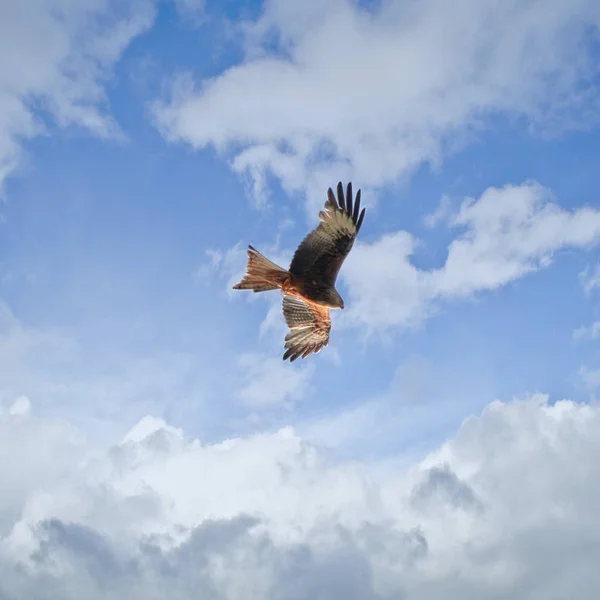 Młody czerwony latawiec na pochmurnym niebie — Zdjęcie stockowe