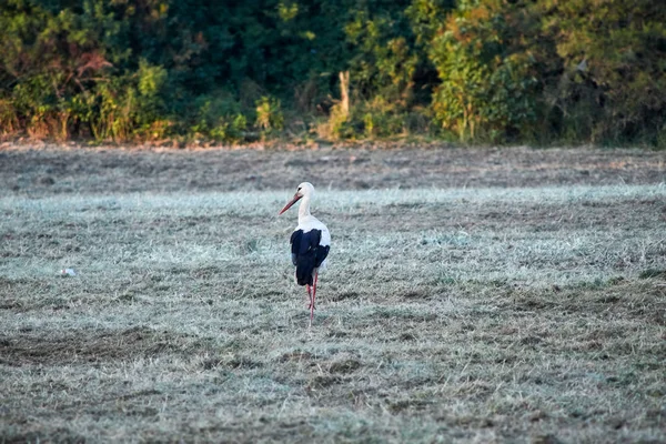 夕方に牧草地にコウノトリ — ストック写真