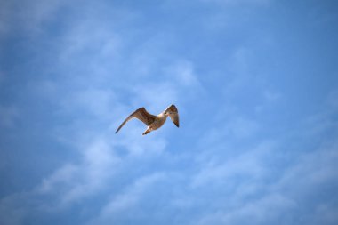 Mavi gökyüzünde uçan martı