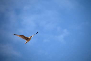 Mavi gökyüzünde uçan martı