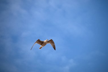 Mavi gökyüzünde uçan martı