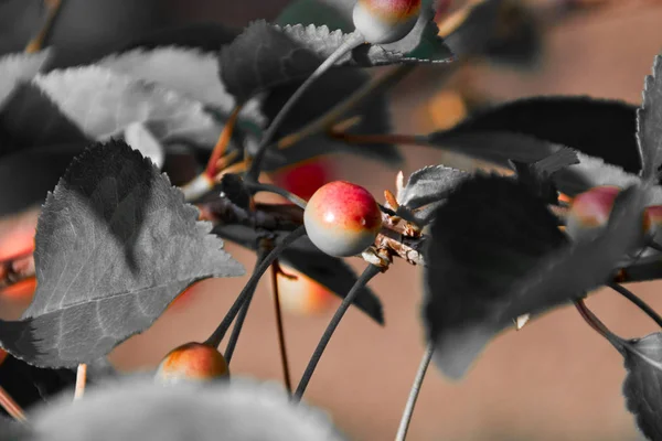 Одна еще не зрелая оранжевая красная вишня в черно-белом цвете — стоковое фото
