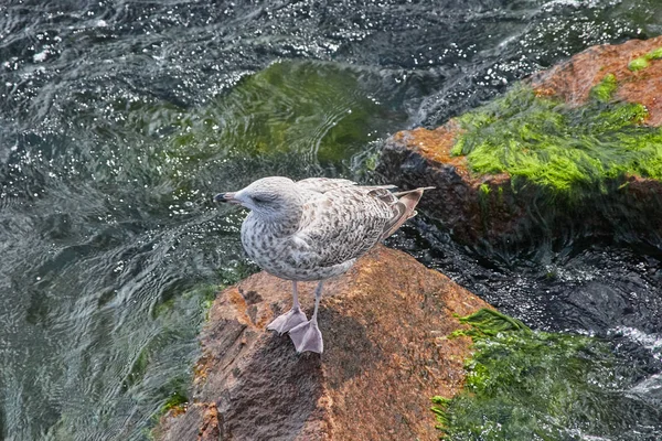 黑背海鸥在石头上与绿藻和海藻 — 图库照片