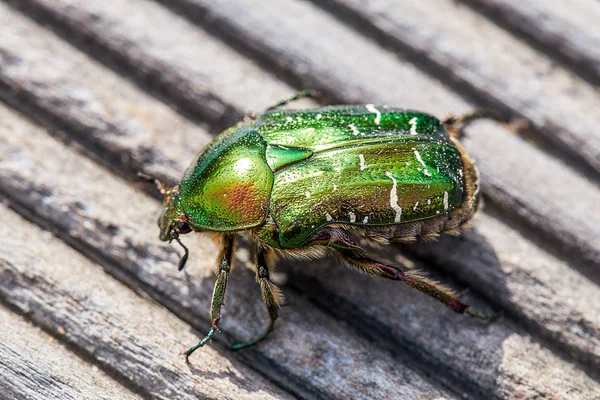 녹색 황금 6 월 딱정벌레 또는 위에서 콕체퍼 세부 보기 — 스톡 사진