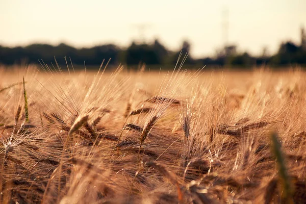 Barley field in the evening sun