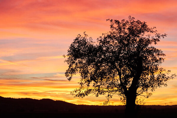 Black silhouette of a deciduous tree in front of a colourful glowing evening sky at sunset