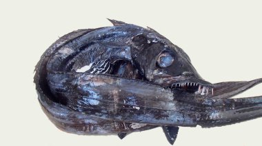 Keskin dişleri olan ölü balıklar kendi kuyruk yüzgecini ısırıyor..