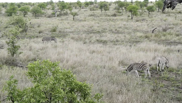 Wo ist das vierte Zebra — Stock fotografie