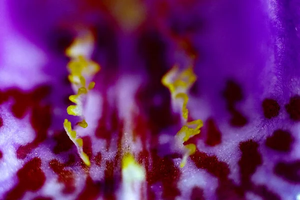 Nahaufnahme einer lila Orchideenblume — Stockfoto