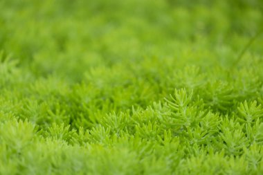 yakın çekim arka plan ile Beautyful ferns yaprak yeşil yeşillik için bahçede, Tayland.
