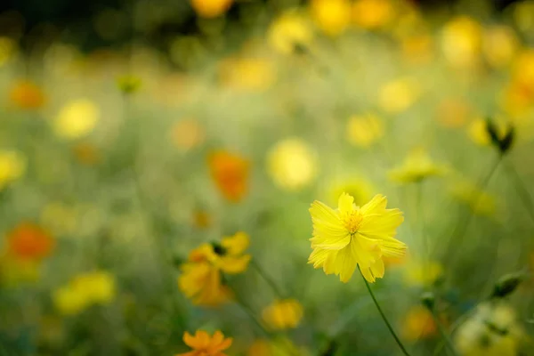 Feld Der Blühenden Gelben Kosmosblume Garten Thailand — Stockfoto