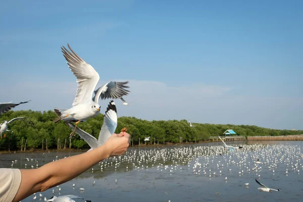 Mão Uma Mulher Que Alimenta Gaivotas Para Comer Bang Recreation — Fotografia de Stock