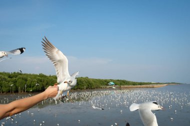 Bang Pu rekreasyon Merkezi Samutprakarn, Tayland için yemeye martılar besleyen bir kadın eli.