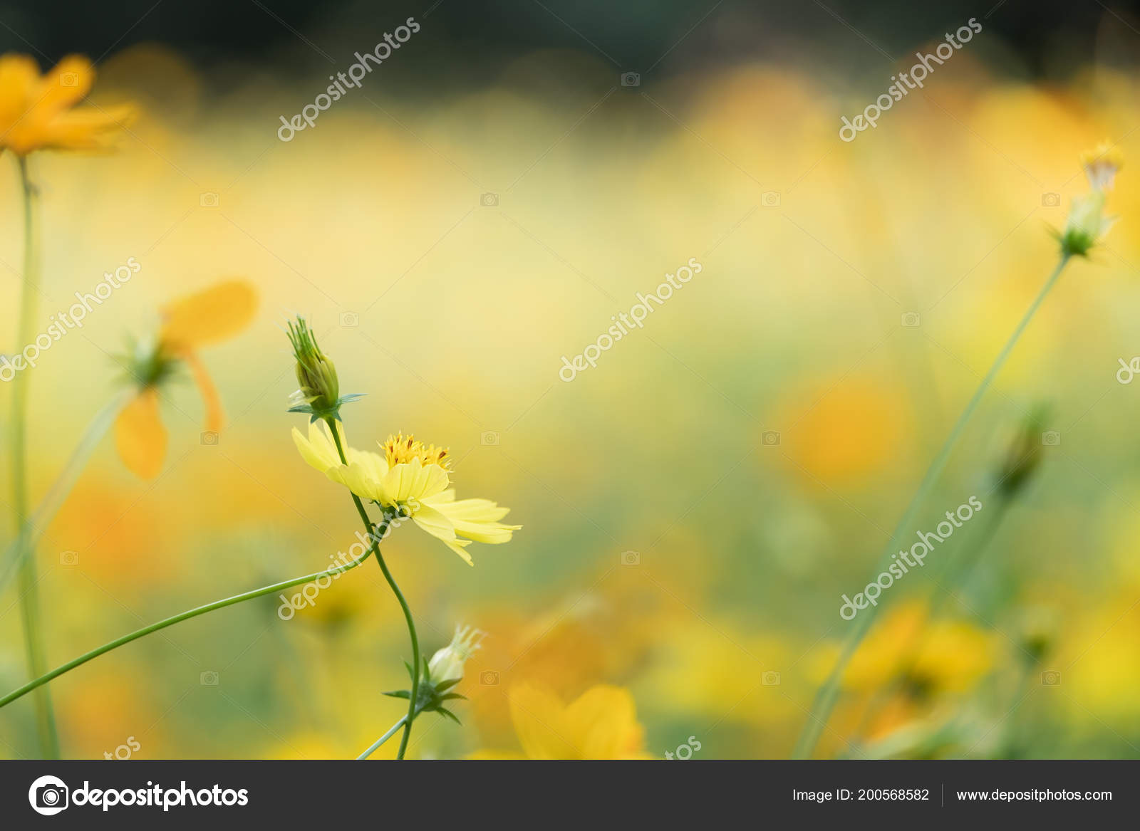 Bereich Der Bluhende Gelbe Sulphureus Kosmos Blume Garten Thailand