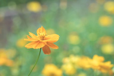 sarı çiçek açan alan cosmos Çiçek bahçesinde, Tayland.