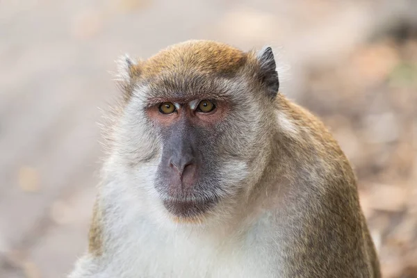 A cute monkey lives in a natural forest of Thailand.