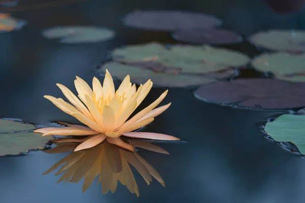 Yellow Lotus flower with green leaf in a pond in the morning.