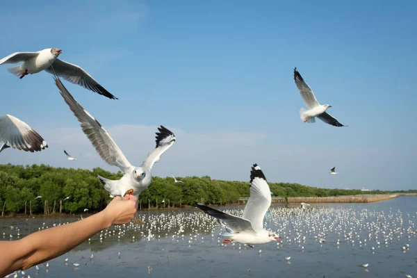 Bang Pu rekreasyon Merkezi Samutprakarn, Tayland için yemeye martılar besleyen bir kadın eli.