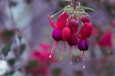 Yakın up güzel çiçek açan Fuşya bahçede çiçek.