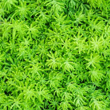 yakın çekim üstten görünüm arka plan ile Beautyful ferns yaprak yeşil yeşillik için bahçede, Tayland.