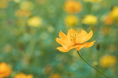 sarı çiçek açan alan cosmos Çiçek bahçesinde, Tayland.