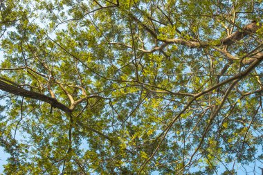 Görüntü altında büyük doğa yeşil ağaç.