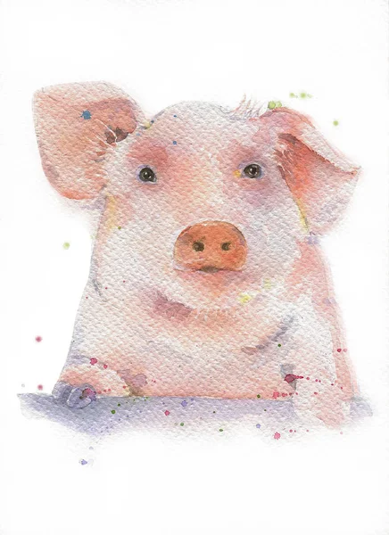 Illustration -Aquarell handgezeichnet Schweinekopf gemalte Skizze — Stockfoto