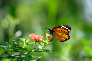 Bir kozmos çiçek üzerinde nektar arayan Hükümdar kelebek.