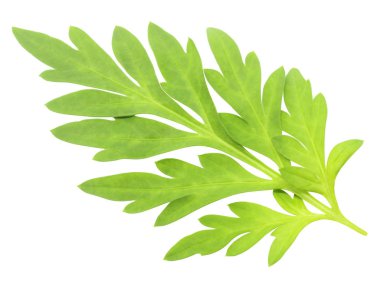 Yakın kadar taze tırtıklı, yeşil beyaz bir arka plan üzerinde yaprak