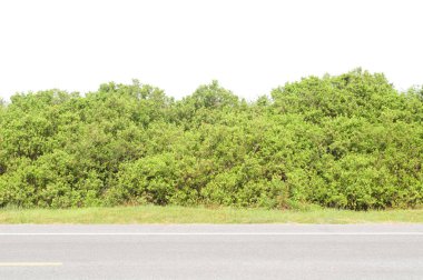 Çalı veya ağaç beyaz bir arka plan üzerinde izole 