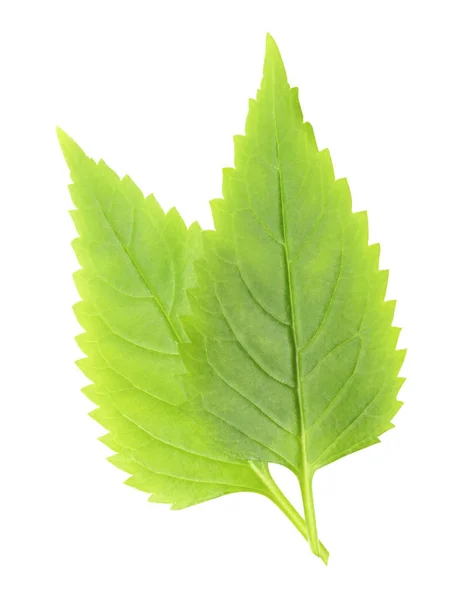 Close Fresh Leaf Serrilhada Folhas Verdes Fundo Branco — Fotografia de Stock