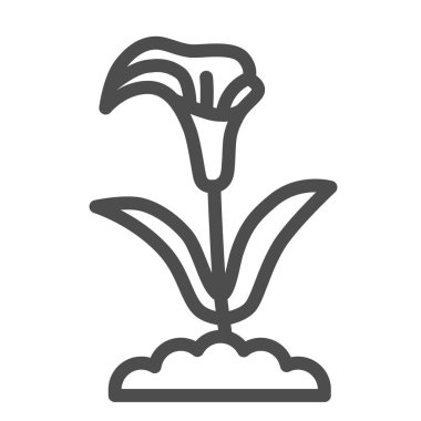 Calla çizgisi ikonu, yaz çiçekleri konsepti, beyaz arka planda arum zambak işareti, mobil konsept ve web tasarımı için ana hatlı Calla çiçek ikonu. Vektör grafikleri.