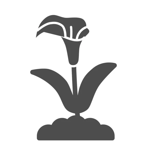 Icono sólido de Calla, concepto de flores de verano, signo de lirio de arum sobre fondo blanco, icono de flor de Calla en estilo glifo para concepto móvil y diseño web. Gráficos vectoriales . — Vector de stock