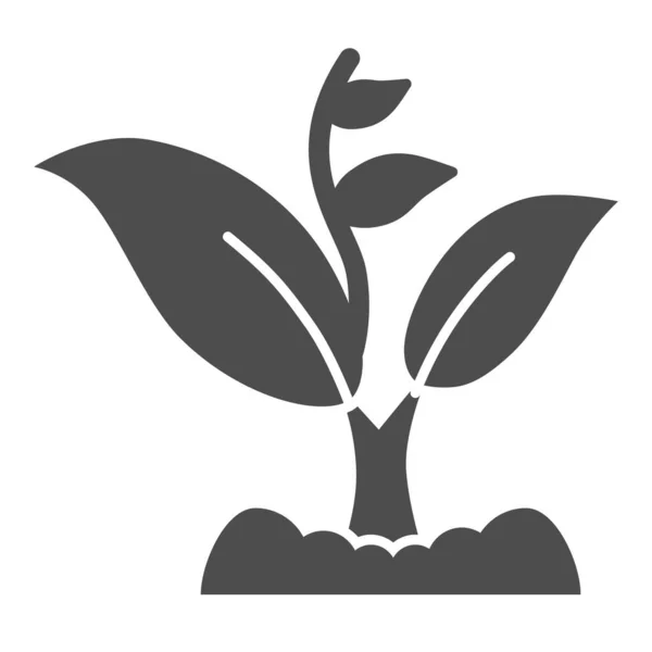 Sprout groeit met veel bladeren solide icoon, Tuinieren concept, Sprout symbool op witte achtergrond, groeiende plant icoon in glyph stijl voor mobiel concept en web design. vectorgrafieken. — Stockvector
