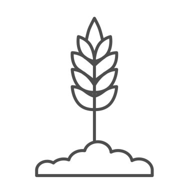 Buğday filizi ince çizgi ikonu, organik konsept, beyaz arka planda Spica işareti, mobil konsept ve web tasarımı için buğday kulak ikonu. Vektör grafikleri.