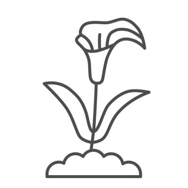 Calla ince çizgi ikonu, yaz çiçekleri konsepti, beyaz arka planda arum zambak işareti, mobil konsept ve web tasarımı için ana hatlı Calla çiçek ikonu. Vektör grafikleri.