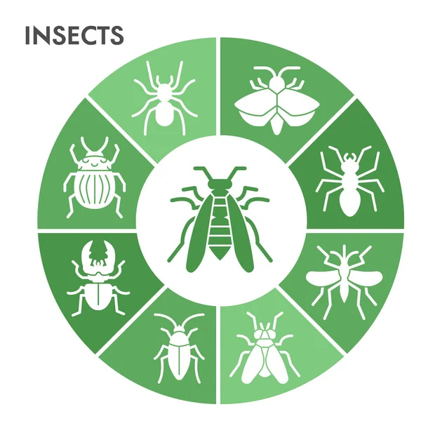 现代昆虫信息图形设计模板。Bugs and beetles Infographic Visual in bubble Design on white background.用于演示的昆虫模板。创造性矢量说明. — 图库矢量图片