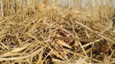 Buğdaylı somun ekmek. Saman ve ekmek yığınından dikenler yükselir. Ev yapımı pişirme konsepti. Dikenli buğday ekmeği. Köy konseptinde hasat.