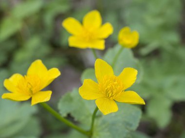 Mart sarı kadife çiçeği bahar çiçek campanula'lar (tipik Caltha palustris) doğal yeşil bokeh arka, seçici odak kapatmak