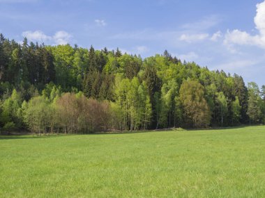 pastoral bahar peyzaj yemyeşil yeşil çimen, taze yaprak döken ve Ladin ağacı orman, mavi gökyüzü beyaz bulutlar arka plan, horozontal, kopya alanı ile