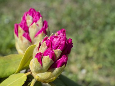 kapatın çiçek pembe mor ormangülü çiçek bud, seçici odak, yeşil doğal bokeh arka plan, kopya alanı.