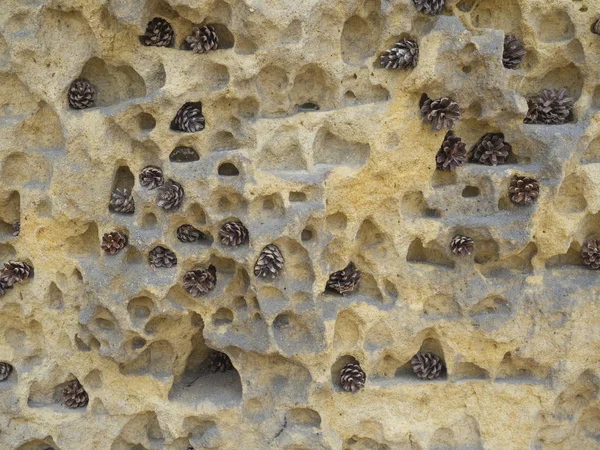 Small Pine Tree Cones Holes Caves Yellow Sand Stone Rock — Stock Photo, Image