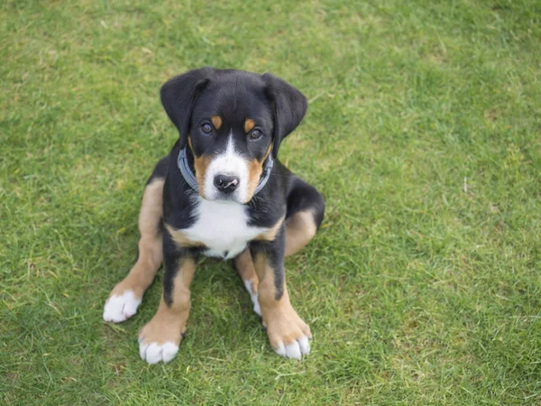 Close Maggiore Svizzero Cane Montagna Ritratto Cucciolo Seduto Nell Erba — Foto Stock