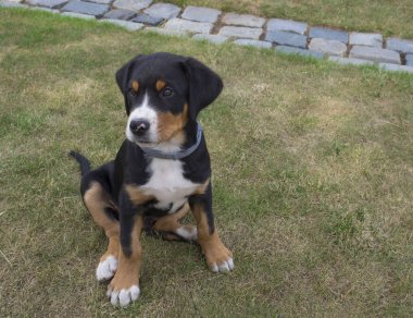 yeşil çim, seçici odak oturma sevimli büyük İsviçre dağ köpek köpek yavrusu portre kadar kapatın