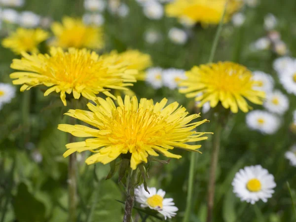 Banda Zblízka Pampelišky Sedmikrásky Bellis Perennis Zelené Trávě Selektivní Fokus — Stock fotografie